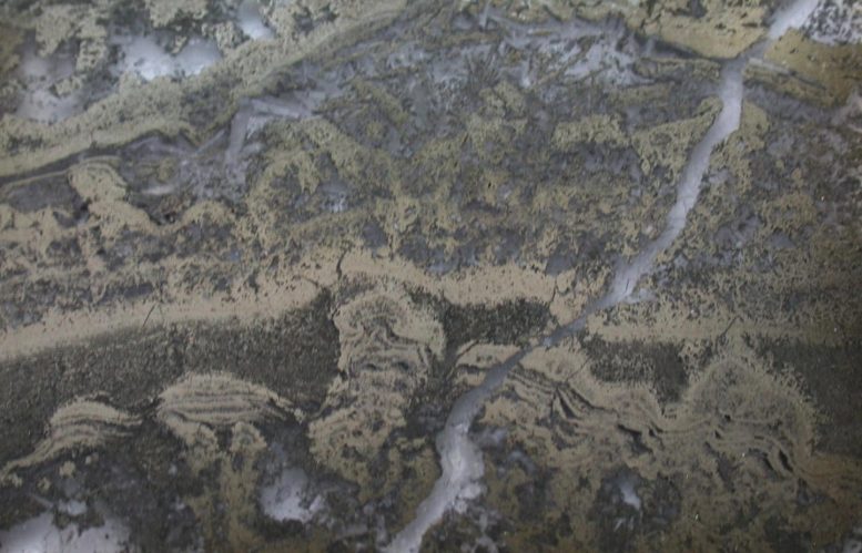 Pyritized Stromatolites