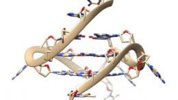Quadruple Helix DNA Structure