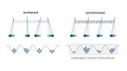 Quantum Objects Synchronize Without Any External Influence