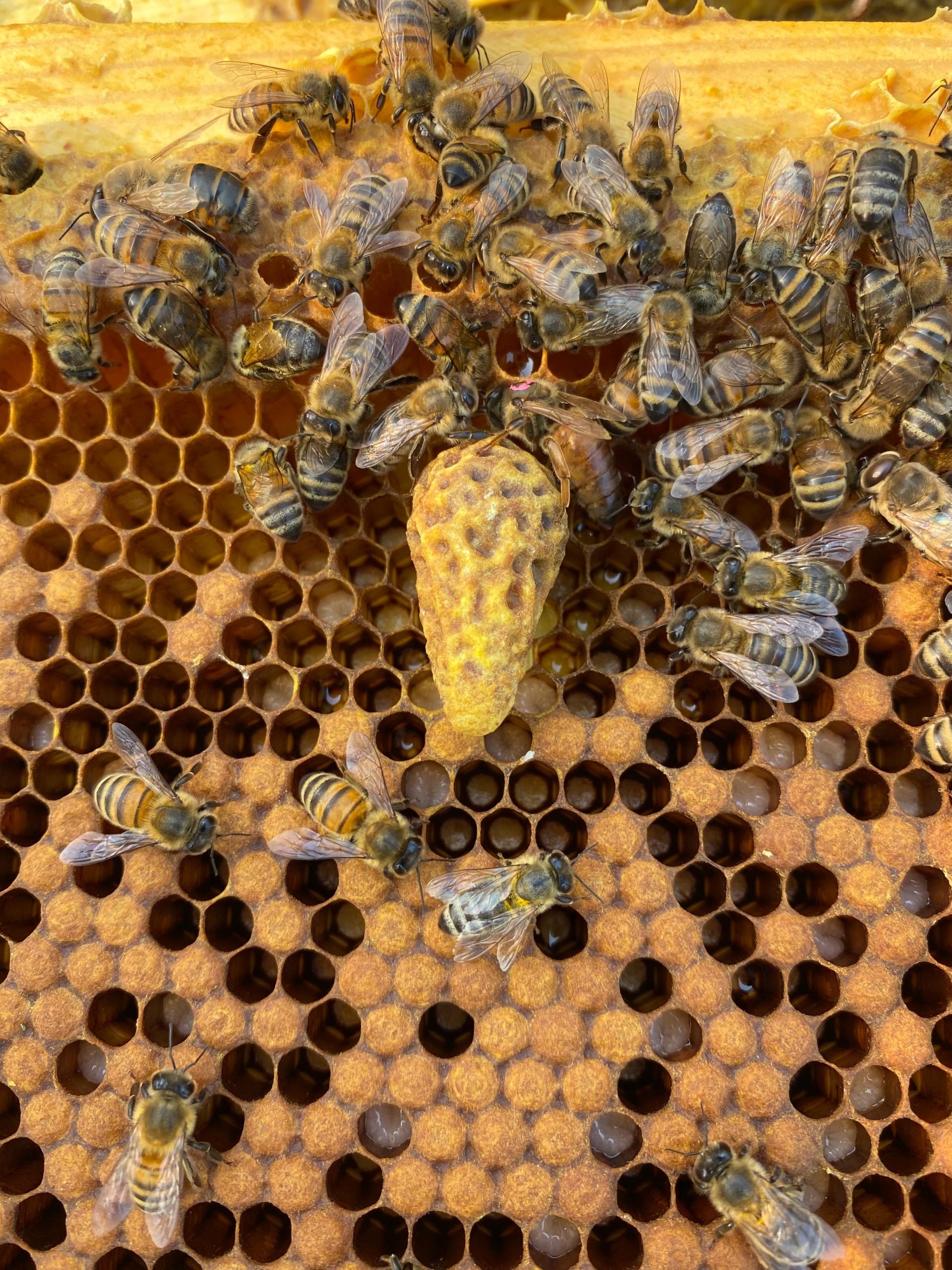 Scientists Have Finally Figured Out Why Bee Colonies Overthrow Their Queens