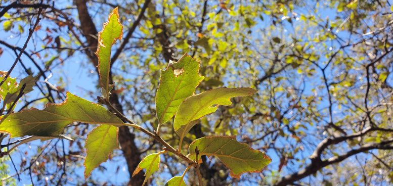 Quercus tardifolia Leaves