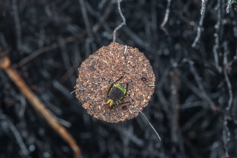 Quindina Spider Guarding a Nest