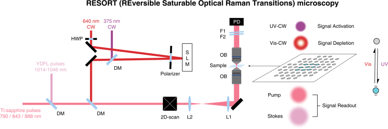 RESORT Reversible Saturable Optical Raman Transitions