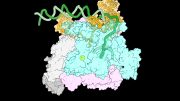 RNA Polymerase Encounters DNA Complex