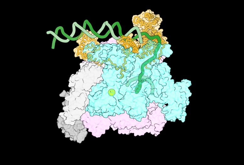 Polimeraza RNA spotyka kompleks DNA