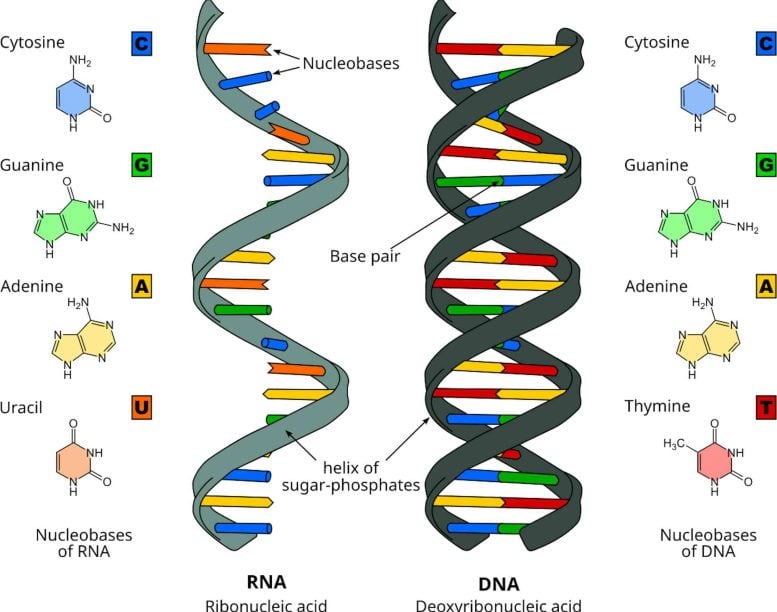 RNA and DNA Diagram