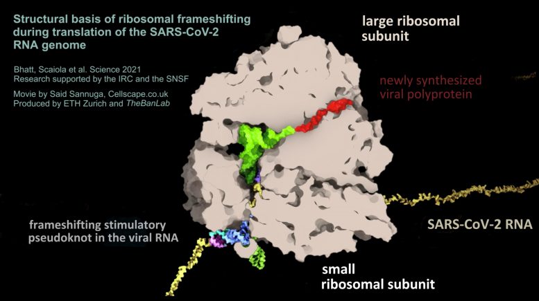 RNA of SARS-CoV-2
