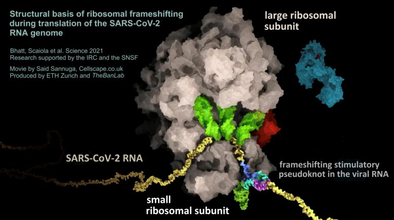 RNA of the SARS-CoV-2 Virus Pseudoknot Structure