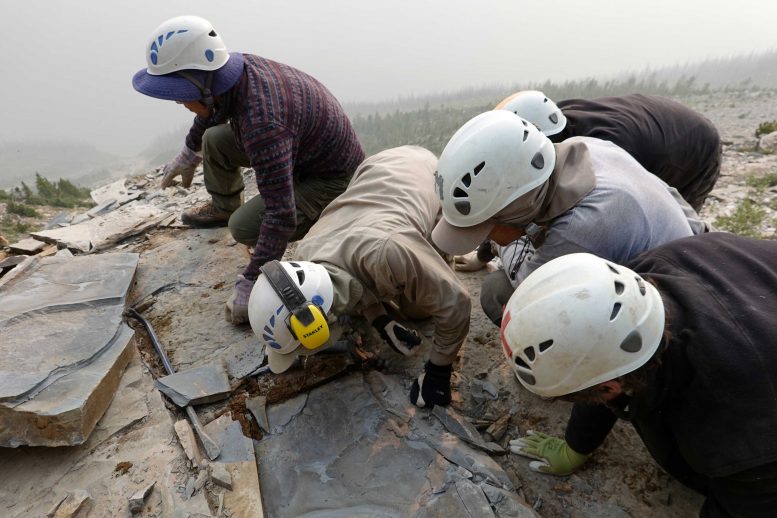 ROM Fieldwork Crew Extracting a Fossil Slab