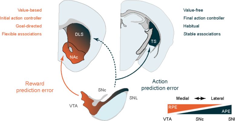 RPE and APE Coding Dopamine Neuron Projections