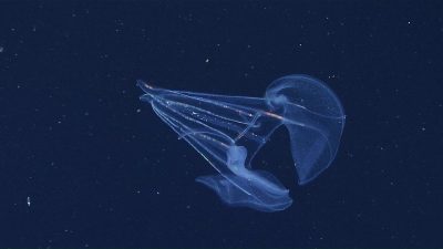 Stunning Diversity of Comb Jellies Revealed Through Genetic Probes
