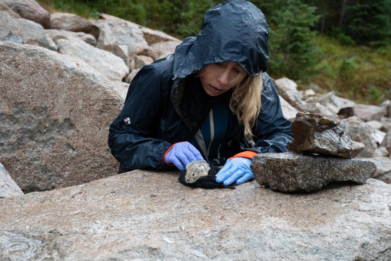 Rachel Mae Billings Releases a Pika