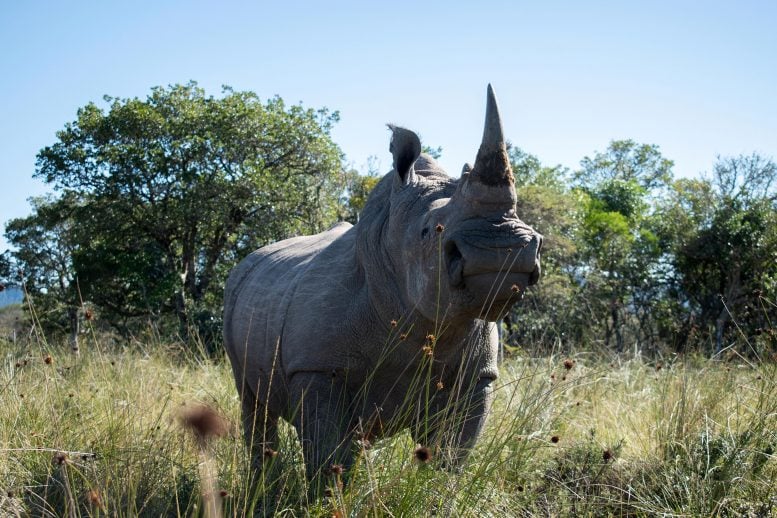 Radioactive Isotopes Injected in Rhino's Horn