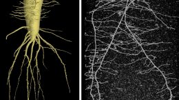 Radish and Wheat Root Direct Imaging