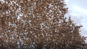 Harnessing Nature’s Genius: Scientists Uncover Secret Mechanics of Fire Ant Rafts