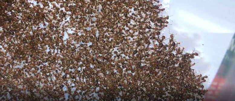 Rafts Made of Fire Ants