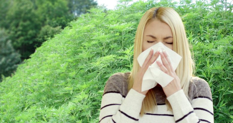 Ragweed Pollen Allergies