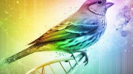 Rainbow Finch Evolution