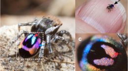 Rainbow Peacock Spiders Inspire Miniature Super-Iridescent Optics