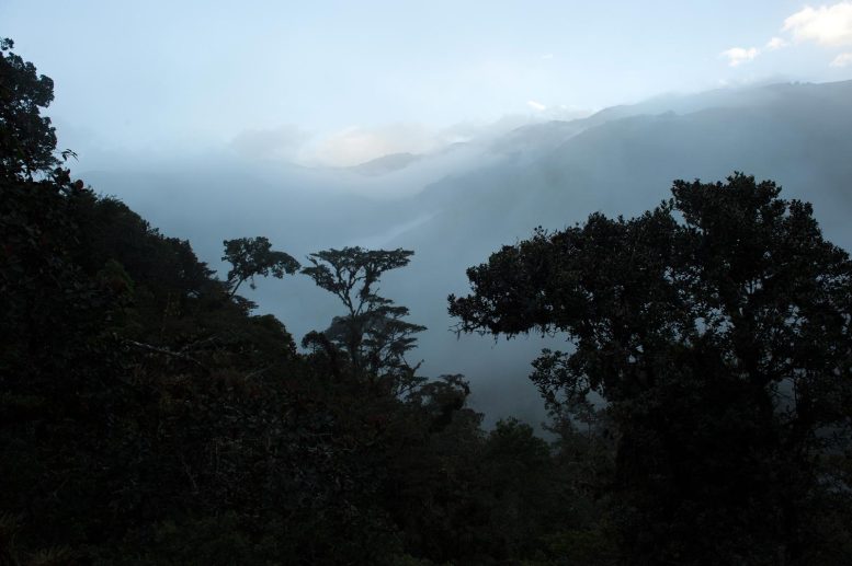 Rainforest Canopy Near the Wayqecha Field Station in Peru