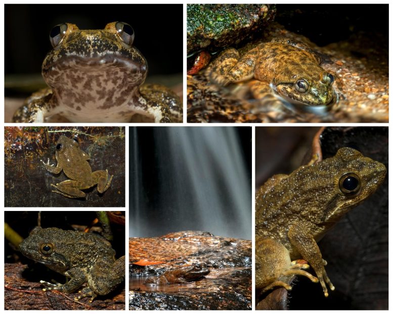 Rainforest Frog Collage