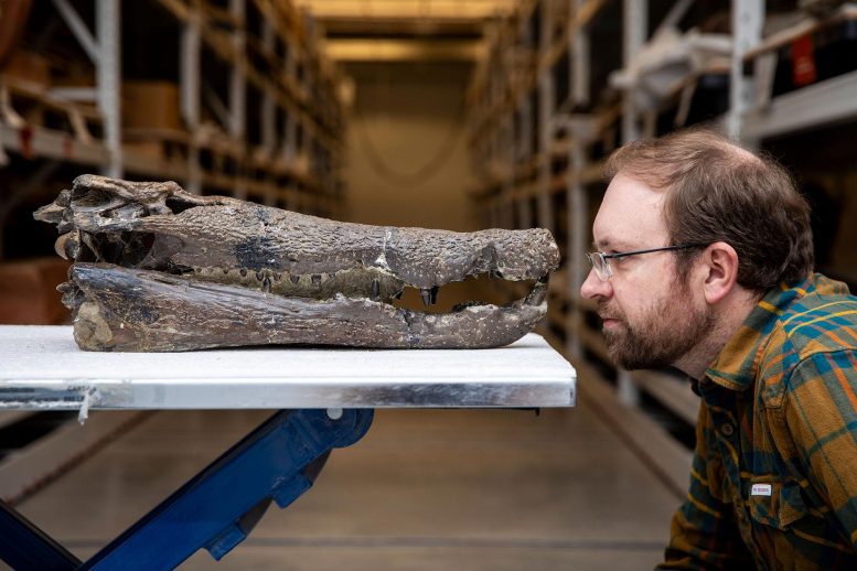 Randy Irmis Faces Off With a Fossil Borealosuchus Skull