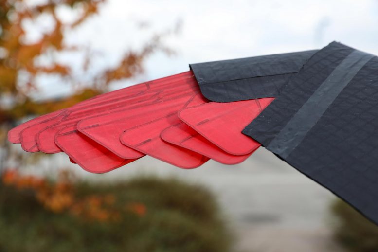 Raptor Inspired Drone Wing