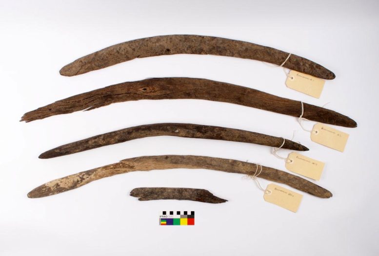 Rare Boomerang Collection From Cooper Creek