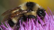 Rare Cockerell’s Bumblebee Found In New Mexico