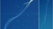 Rare Deep Sea Bigfin Squid