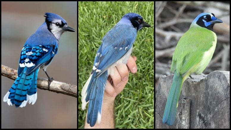 Rare Hybrid Bird Grue Jay