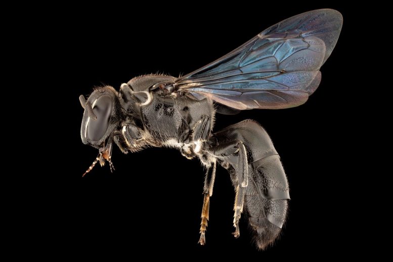 Rare Native Australian Bee