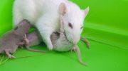 Rat Mouse Mother