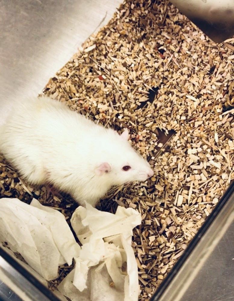 Rat With a Mini Human Liver