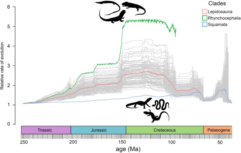 Rates of Evolution for Lizards and Snakes