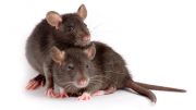 Rats will help other rats