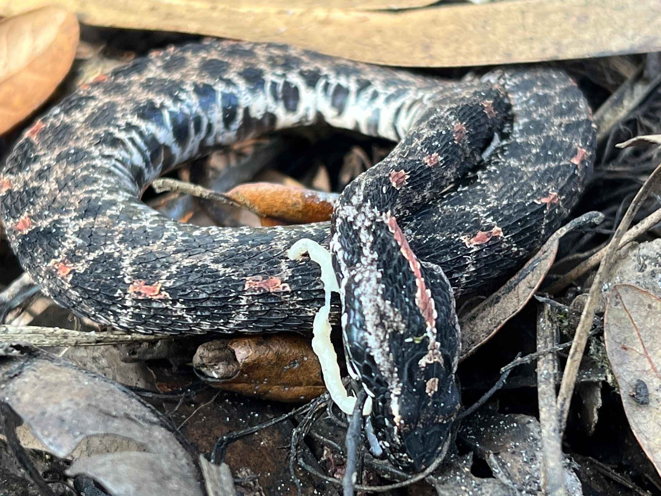Scientists Discover a Hidden Disease Crisis Spreading Through Wild Snakes