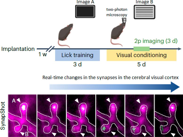 Real-Time Changing Synapses in the Visual Cortex