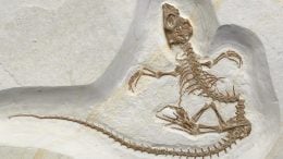 Recently Discovered Fossil Shows Transition of a Reptile From Life on Land to Life in the Sea