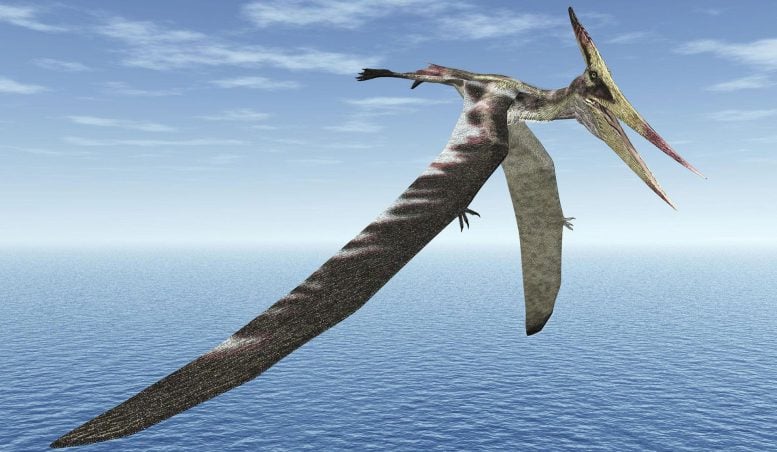 Reconstructed Illustration of Pterosaur in Flight
