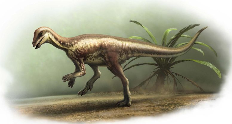 Reconstructed Image of Enigmacursor Mollyborthwickae