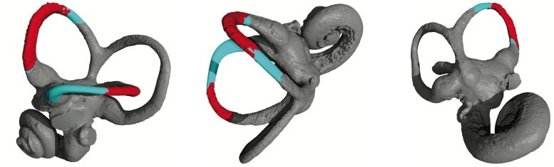 Reconstructie van het binnenoor van Lufengpithecus