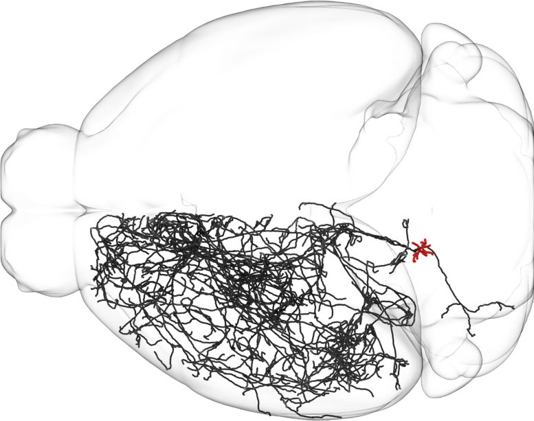 Reconstruction of 70 cm LC Neuron in Mouse