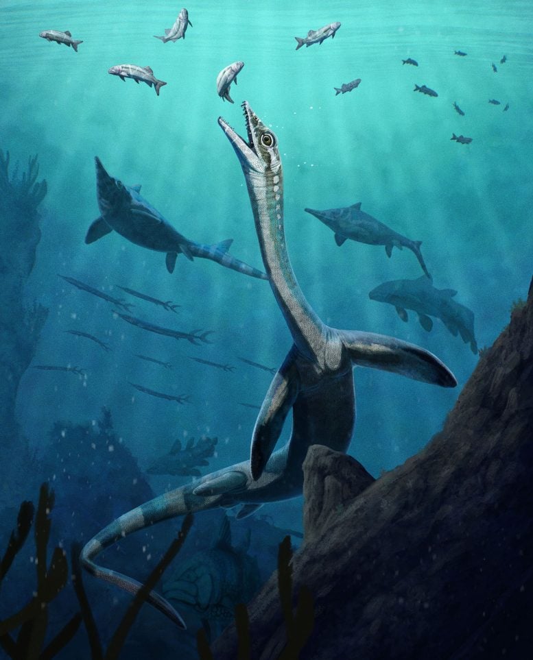 Reconstruction of Austronaga minuta