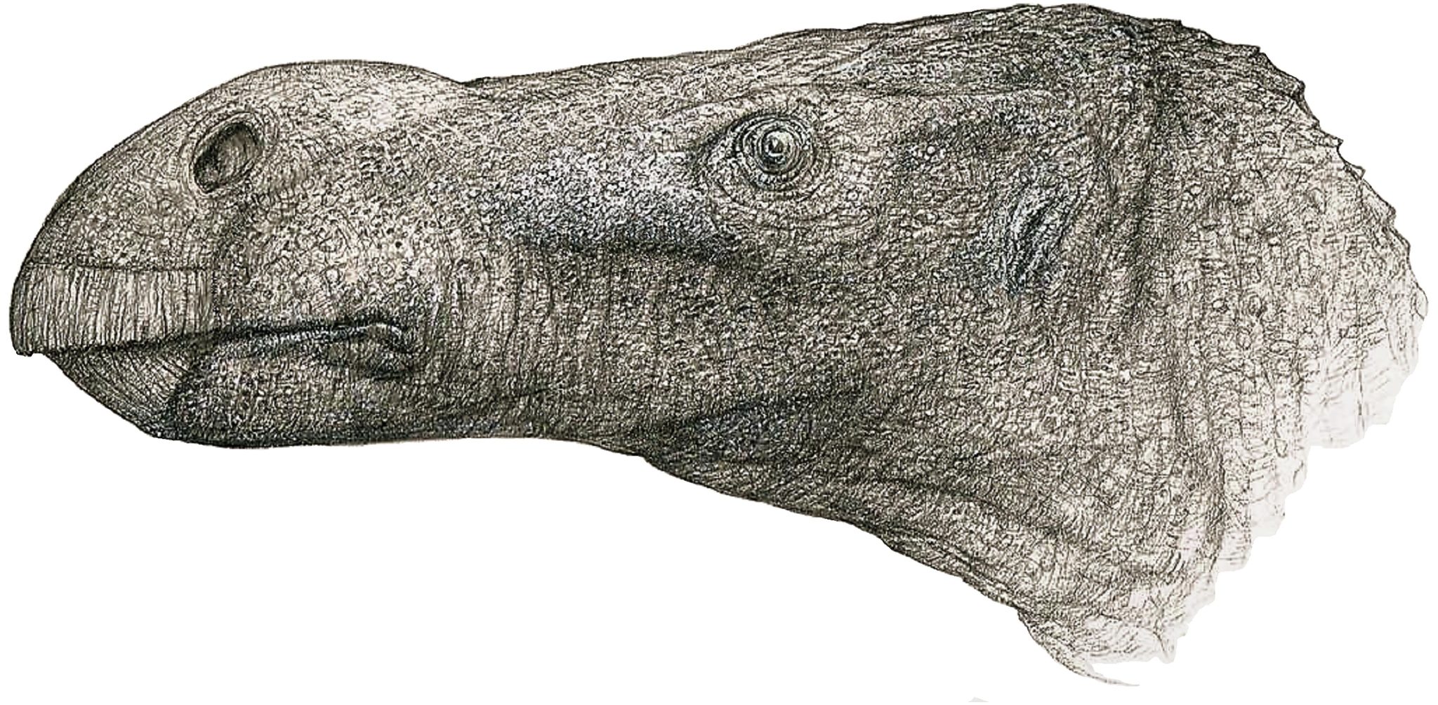 New Species of Iguanodontian Dinosaur Discovered on Isle of Wight