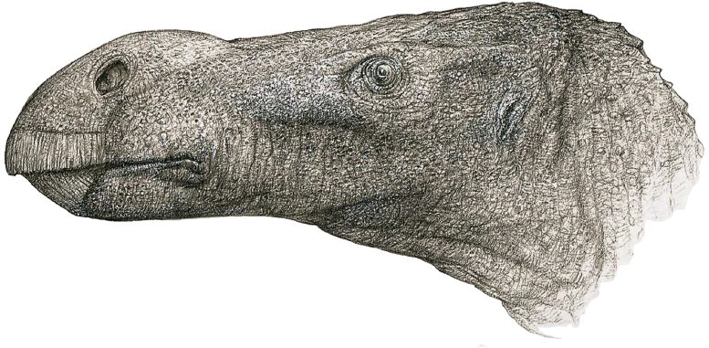 Reconstruction of Brighstoneus simmondsi Head