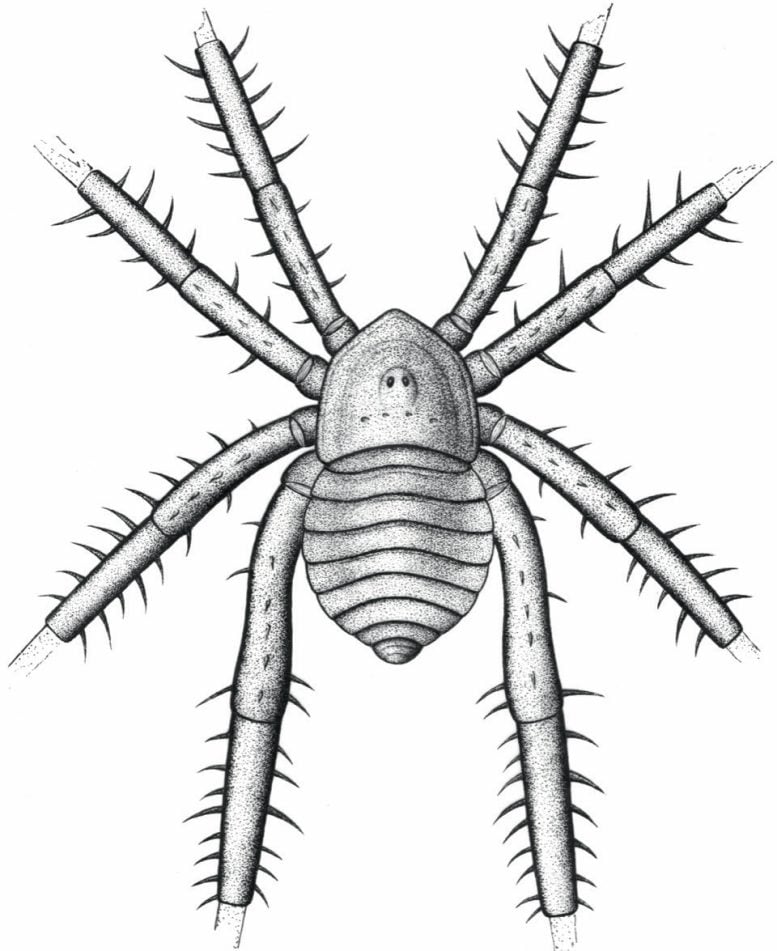 Reconstruction of Douglassarachne acanthopoda