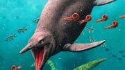 Reconstruction of Earliest Ichthyosaur