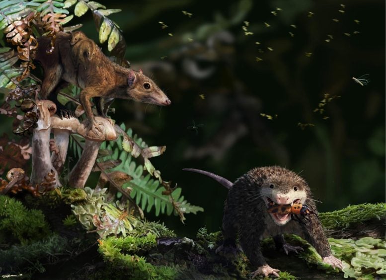 Reconstruction of Early Mammals