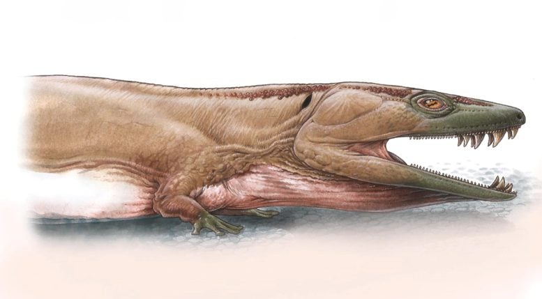 Reconstruction of Gaiasia jennyae